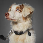 My Family Collar NFC Memopet para Perros Negro
