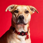 My Family Collar NFC Memopet para Perros Rojo