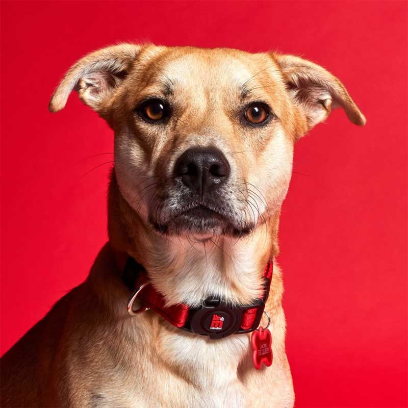 My Family Collar NFC Memopet para Perros Rojo