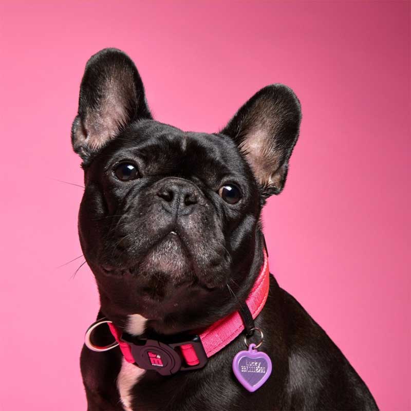 My Family Collar NFC Memopet para Perros Rosado