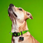My Family Collar NFC Memopet para Perros Verde