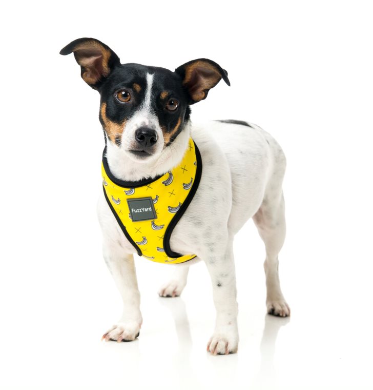 Arnés para Perros "Monkey Mania" Fuzzyard  - XL