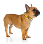 Collar para Perros "Monkey Mania" Fuzzyard