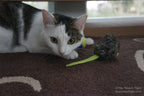 Ratón que Vibra "Jackson Galaxy"
