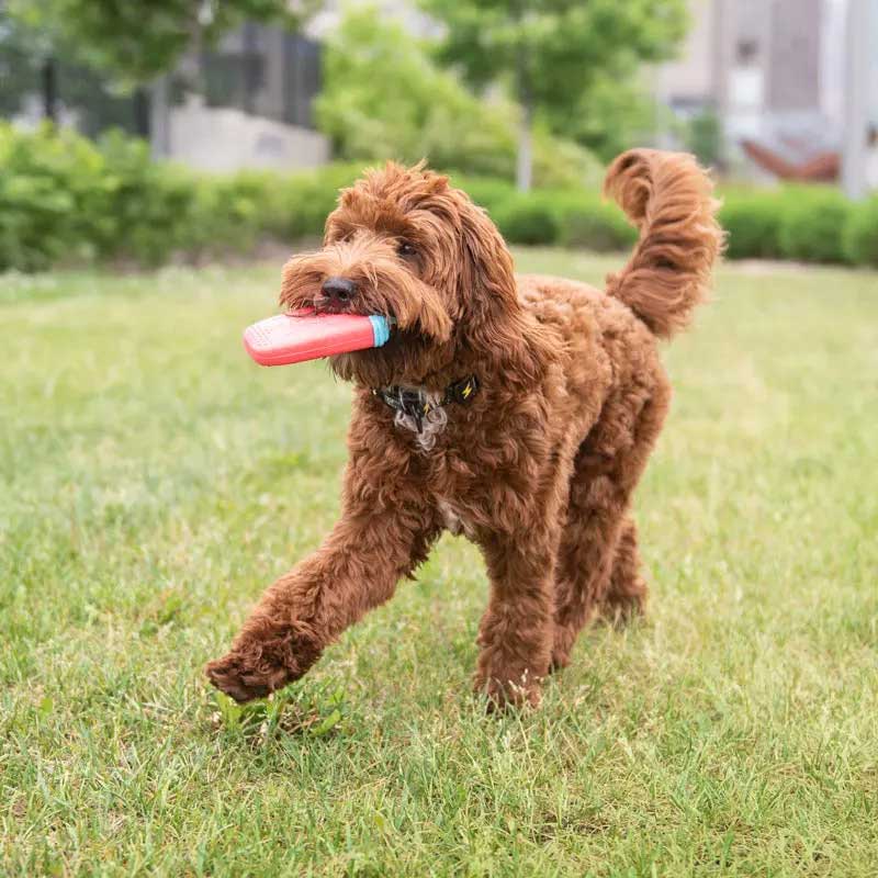 Juguete Paleta Refrescante para Perros