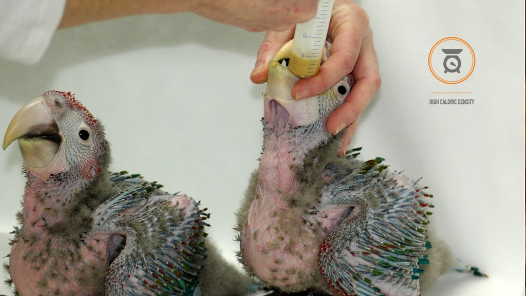 Papilla de Crianza "Tropican" para Loros 