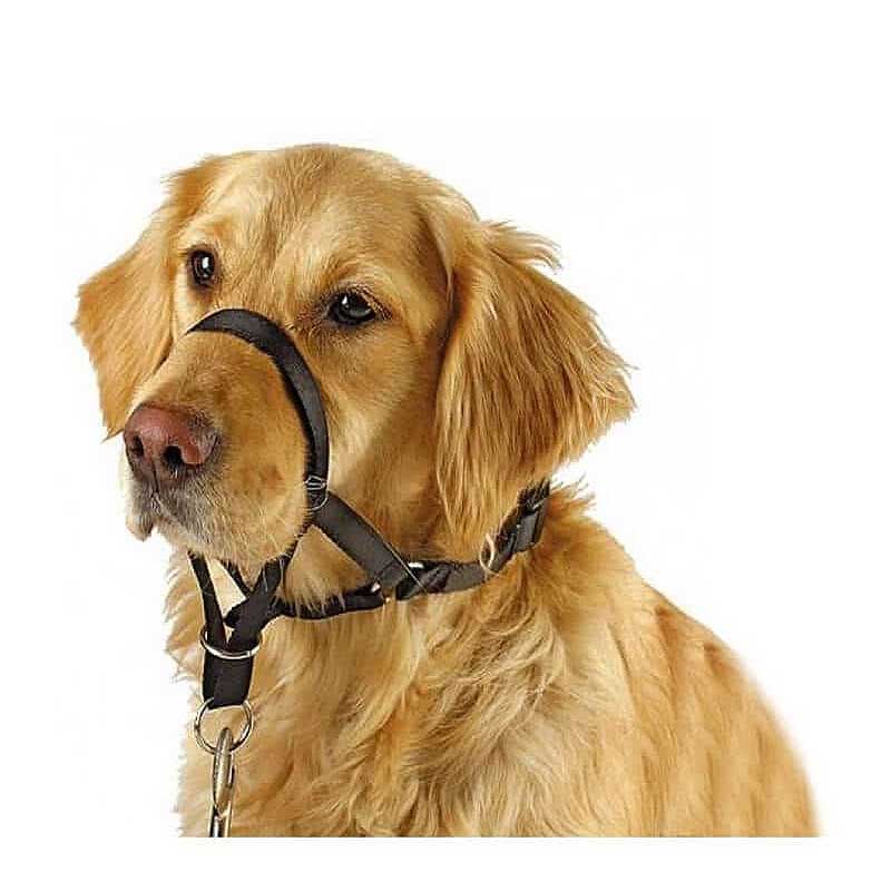 Cabestro Pawise para Perros - S