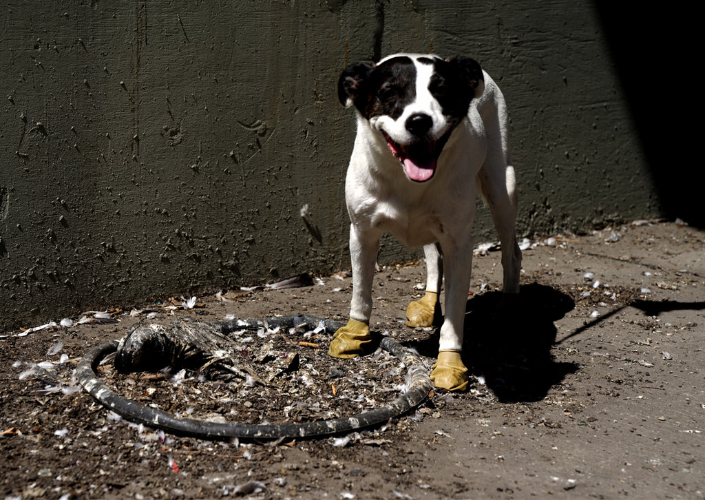Botas de Goma PawZ Talla Small