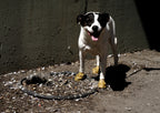 Botas de Goma PawZ Talla XS