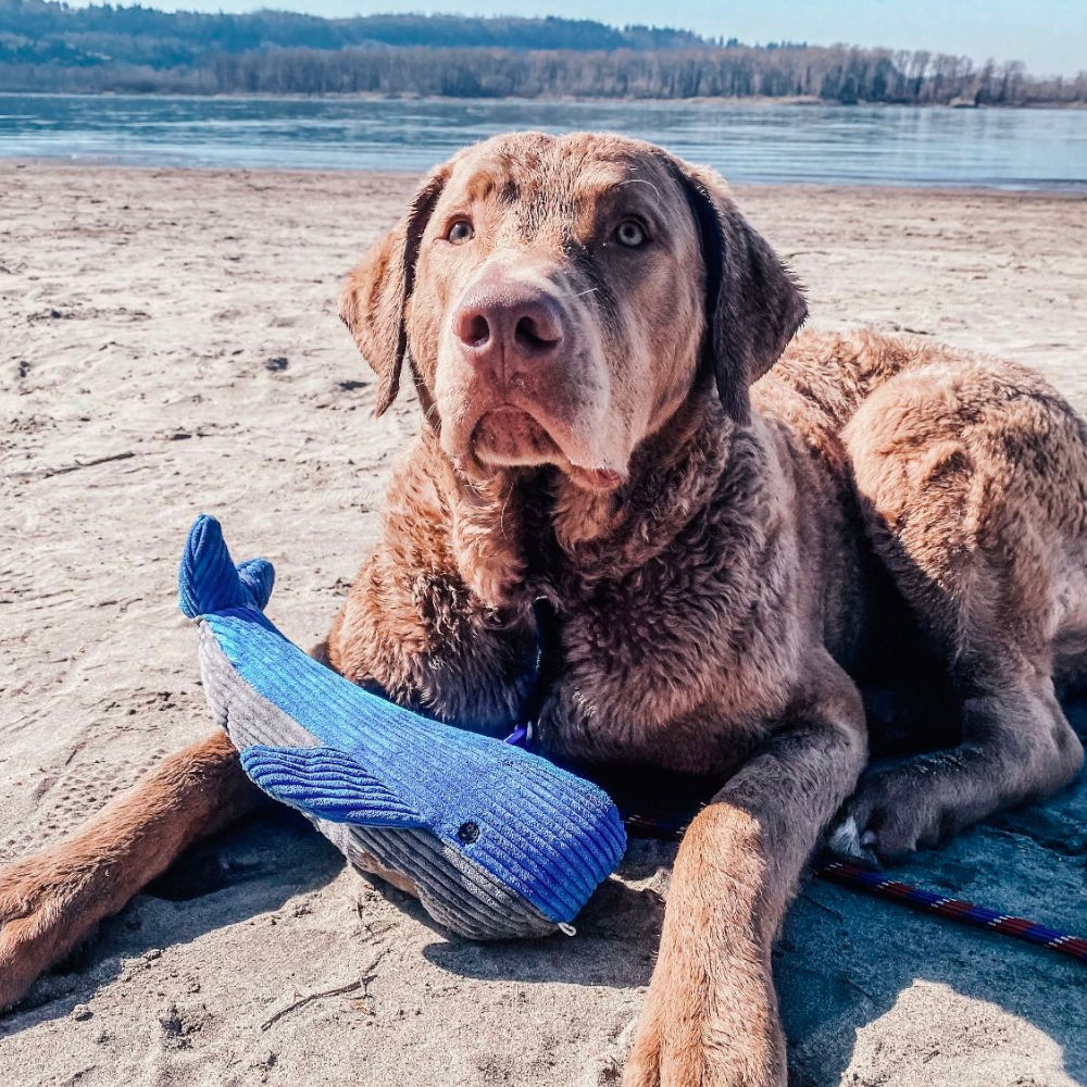 Peluche Ballena con Sonido Tall Tails 