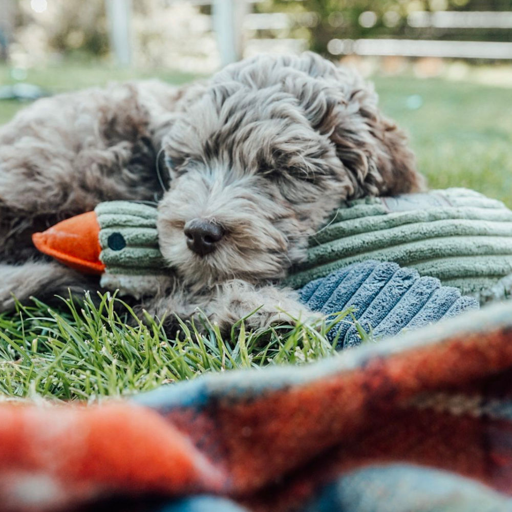 Peluche Pato con Sonido Tall Tails
