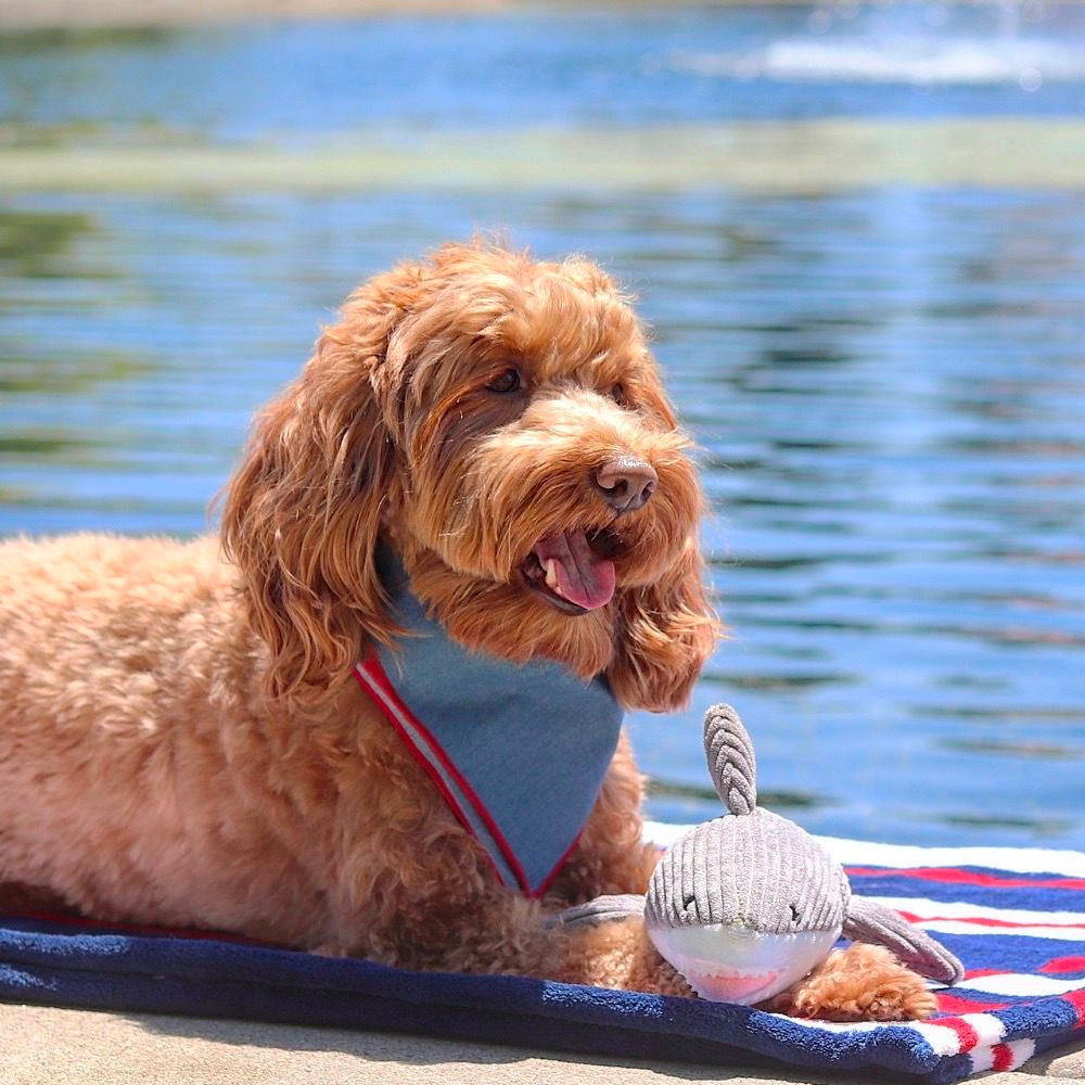 Peluche Tiburón con Sonido Tall Tails