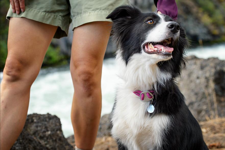 Collar para Perros "Knot-a-Collar" Ruffwear - Blue Attol / Large