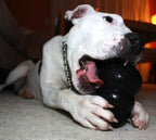 Juguete Kong Extreme - L: 13 a 30 kg