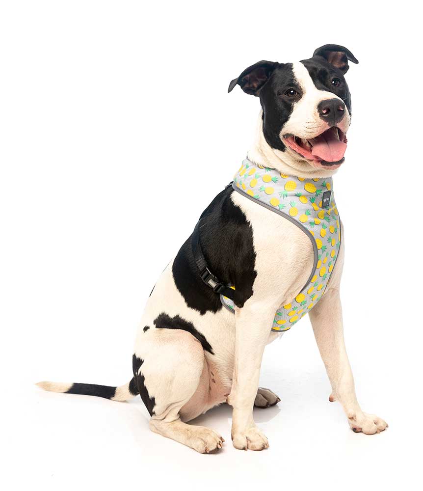 Arnés para Perros "Piña Colada" Fuzzyard