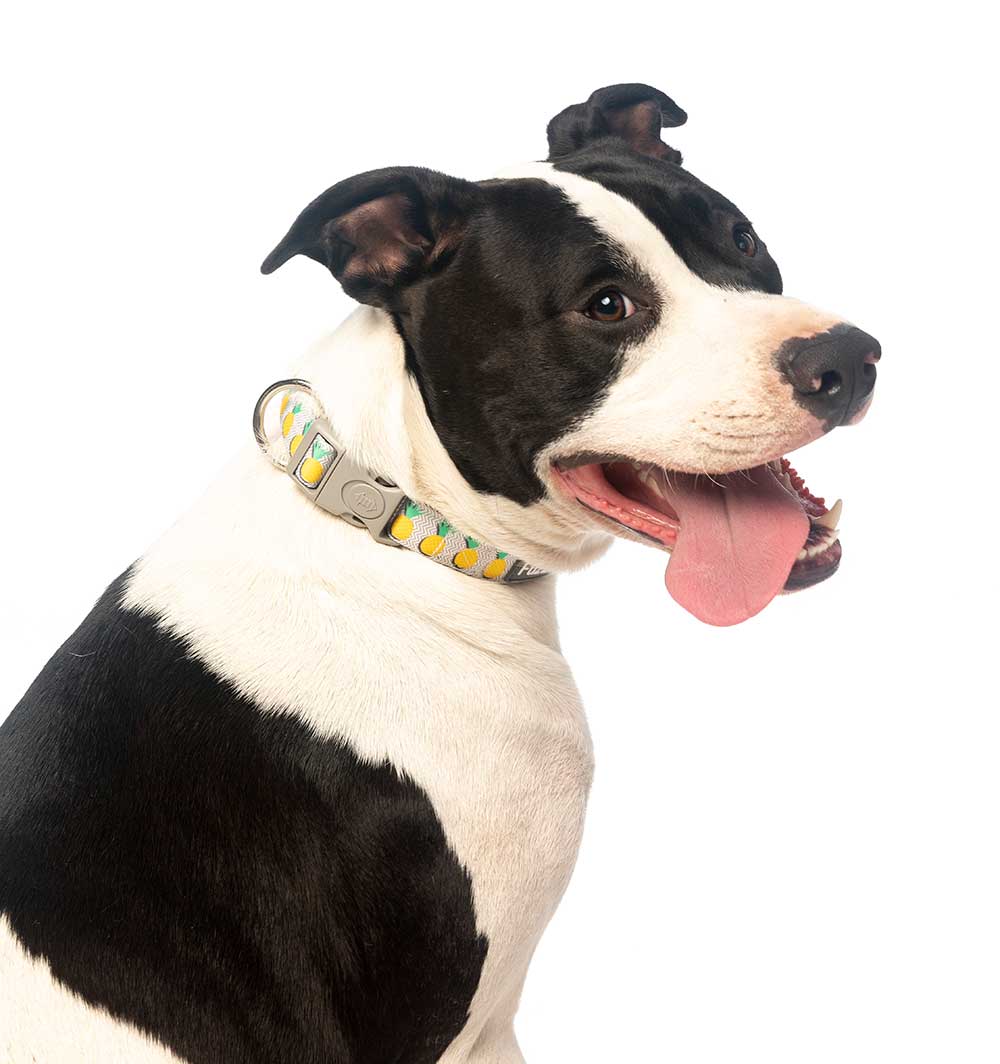 Collar para Perros "Piña Colada" Fuzzyard 