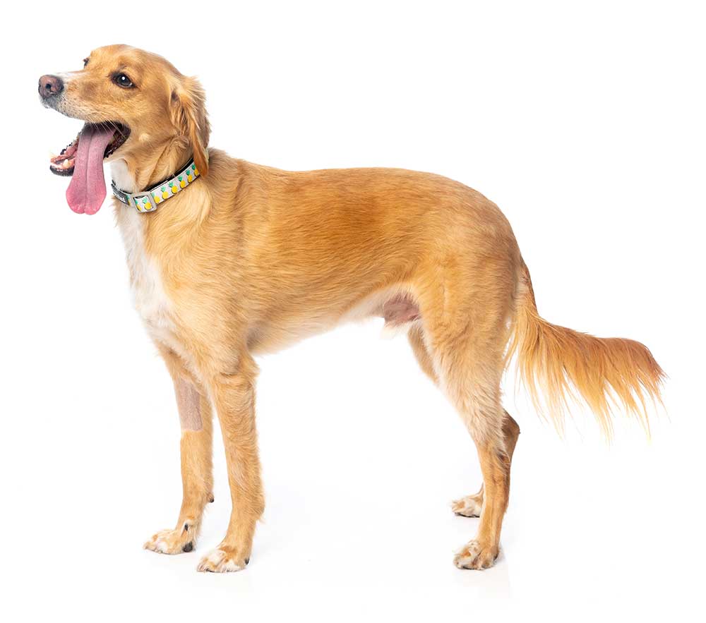 Collar para Perros "Piña Colada" Fuzzyard  - L