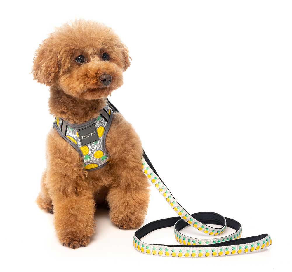 Correa para Perros "Piña Colada" Fuzzyard - M/L