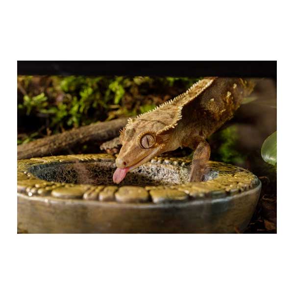 Plato Deco Azteca Exo Terra