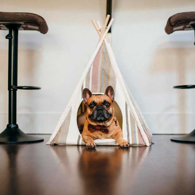 Play Carpa Teepee Horizont para Mascotas