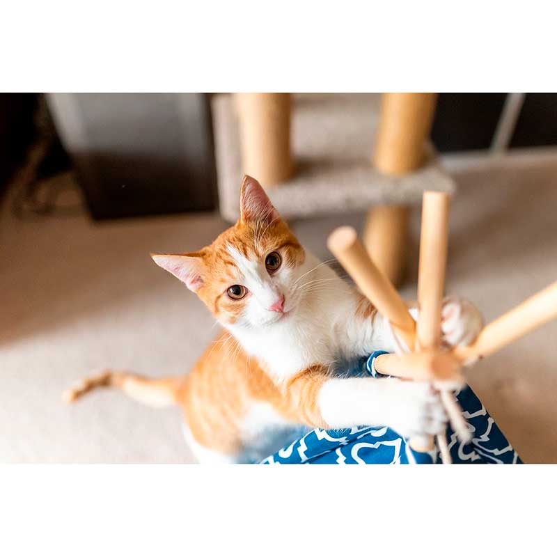 Play Carpa Teepee Classic para Mascotas