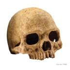 Escondite Fósil Primate Skull Exo Terra