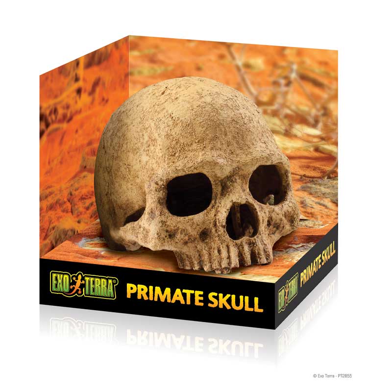 Escondite Fósil Primate Skull Exo Terra