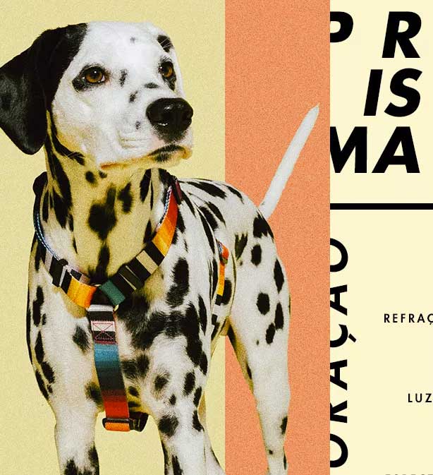 Arnés H para Perros "Prisma" Zee.Dog