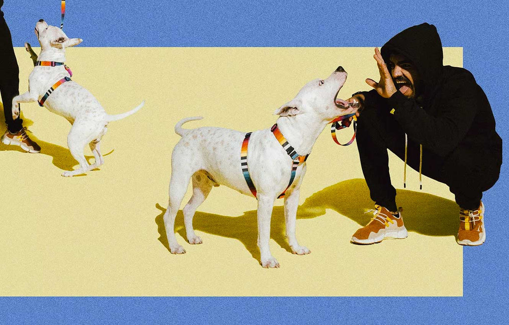 Arnés H para Perros "Prisma" Zee.Dog