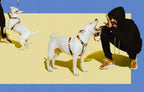 Arnés H para Perros "Prisma" Zee.Dog