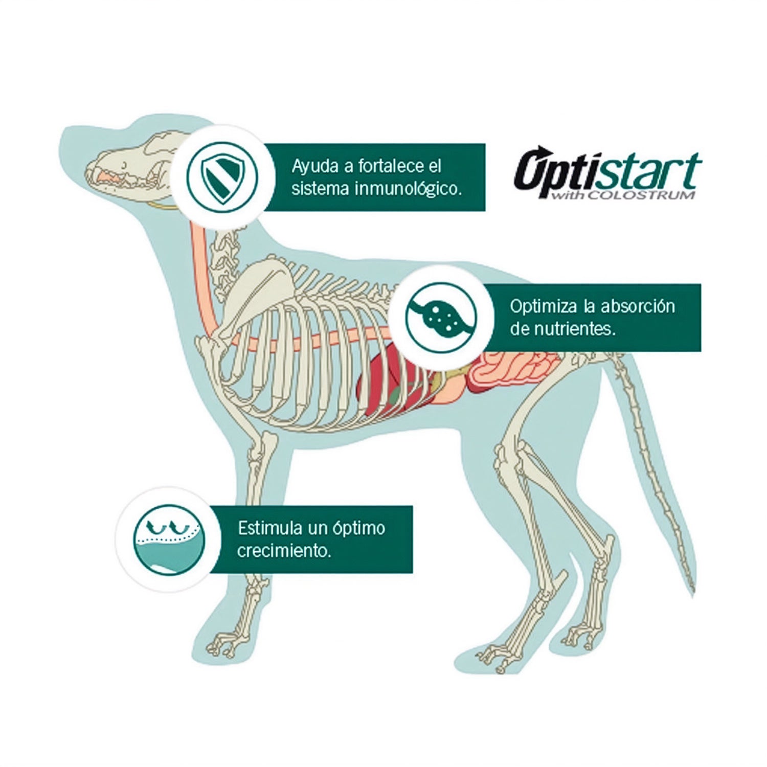 Pro Plan para Cachorros Razas Grandes en bolsa con perro cachorro de raza grande, pollo como primer ingrediente y Optistart.