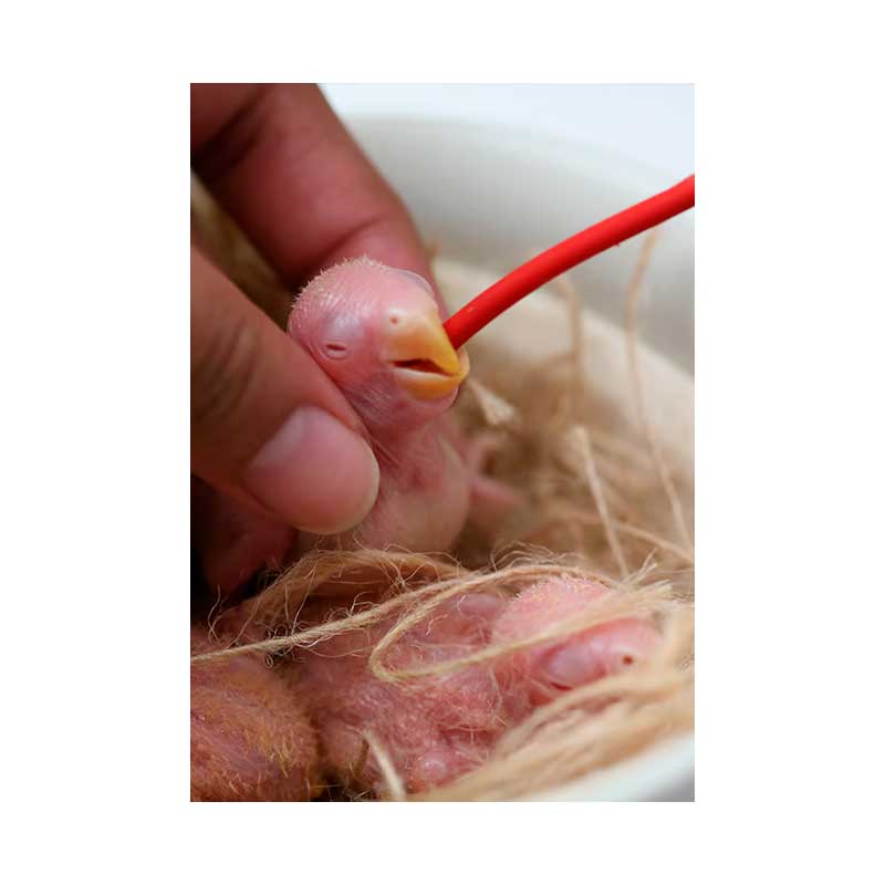 Psittacus Sonda Roja Blanda y Larga