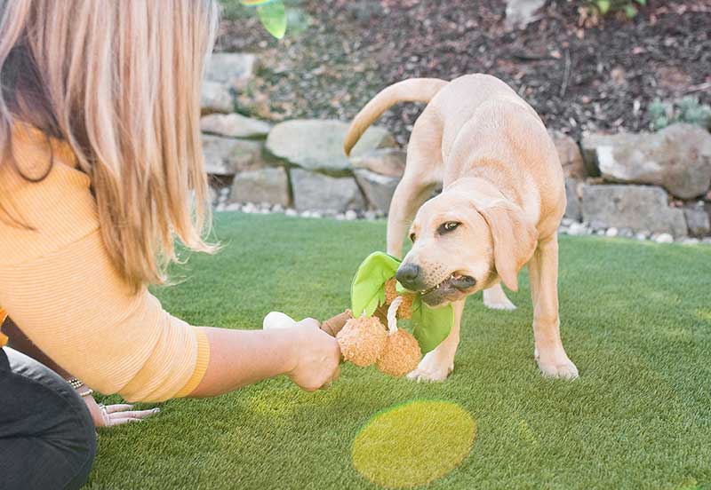 Play Juguete Tropical Paradise para Perros