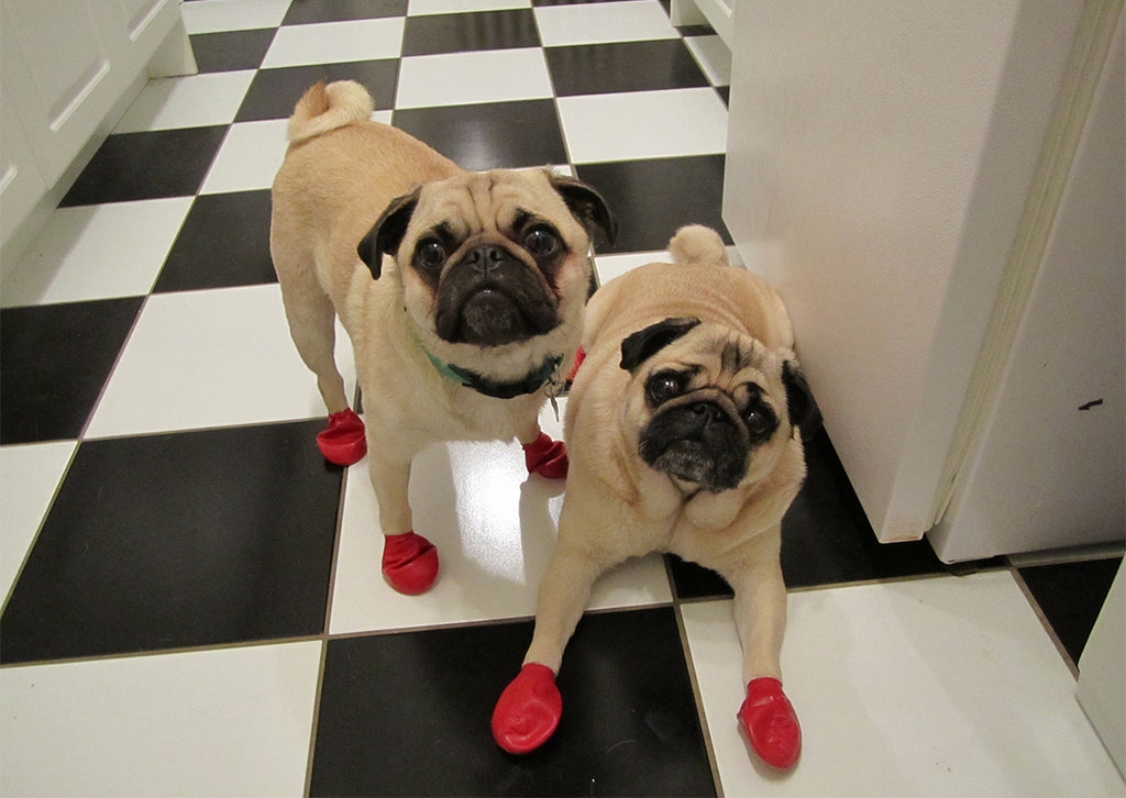 Botas de Goma PawZ Talla Small