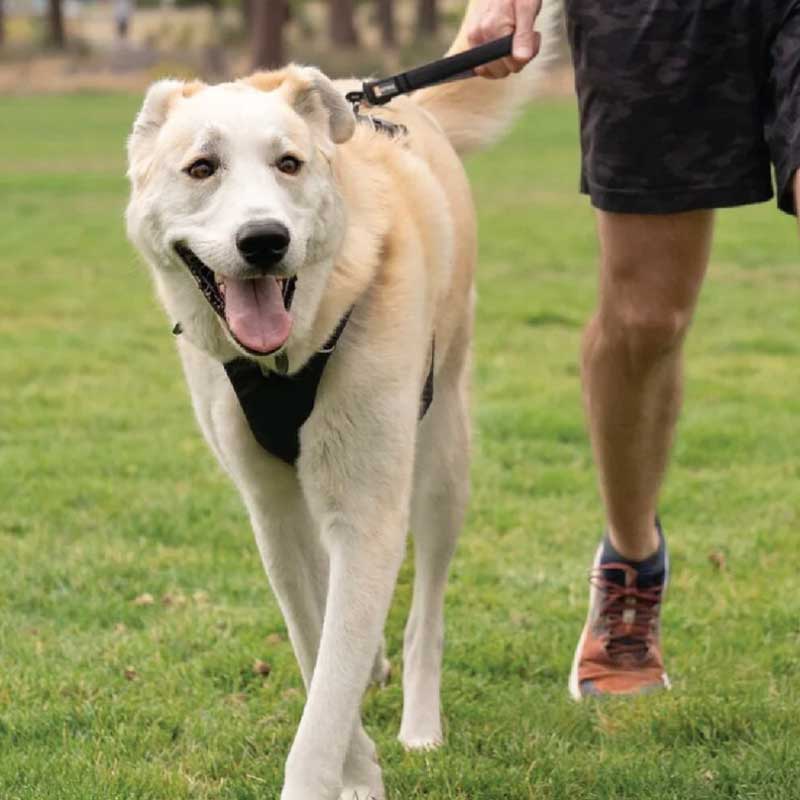 Correa Corta para Perros "Front Range" Ruffwear