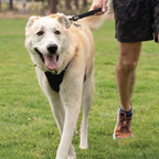Correa Corta para Perros "Front Range" Ruffwear