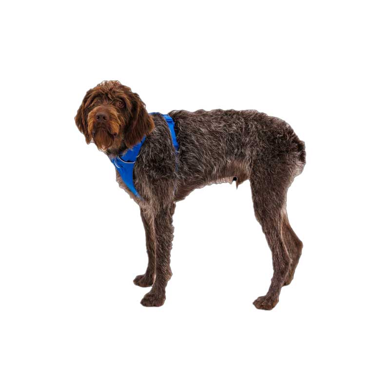 Arnés para Perros "Front Range" Ruffwear - XS / Red Canyon