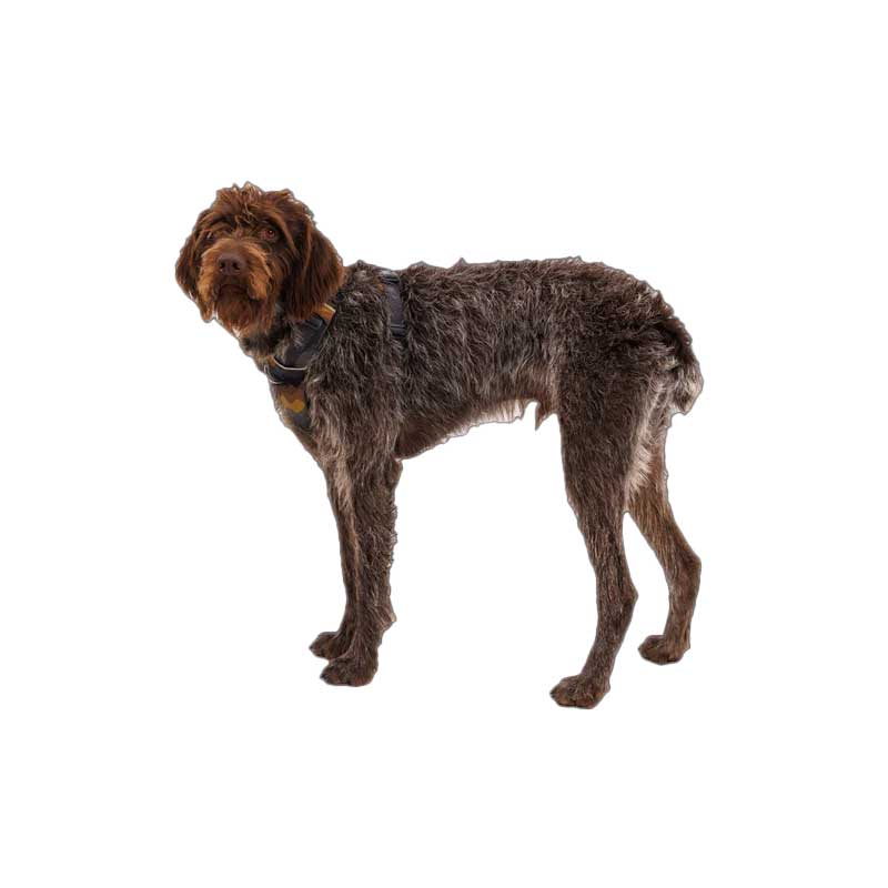 Arnés para Perros "Front Range" Ruffwear