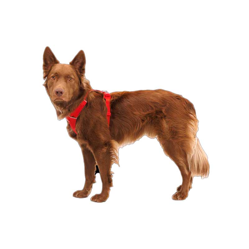 Arnés para Perros "Front Range" Ruffwear