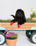 Botas de Goma PawZ Talla Small