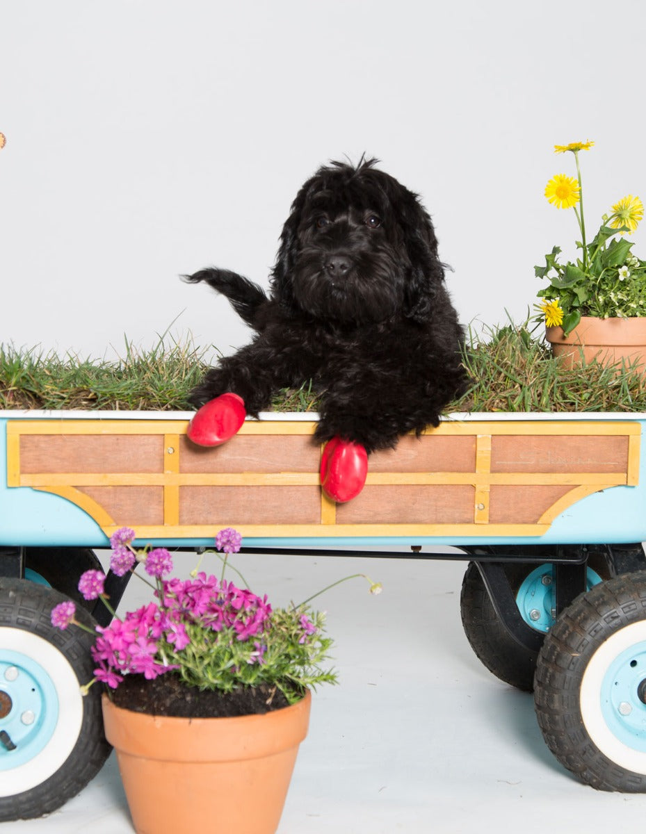 Botas de Goma PawZ Talla Small