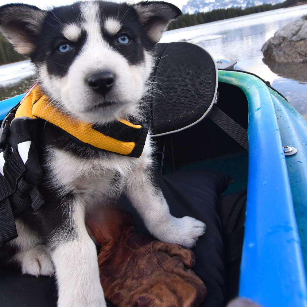 Chaleco Salvavidas "Micro DFD" EzyDog 