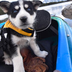 Chaleco Salvavidas "Micro DFD" EzyDog 