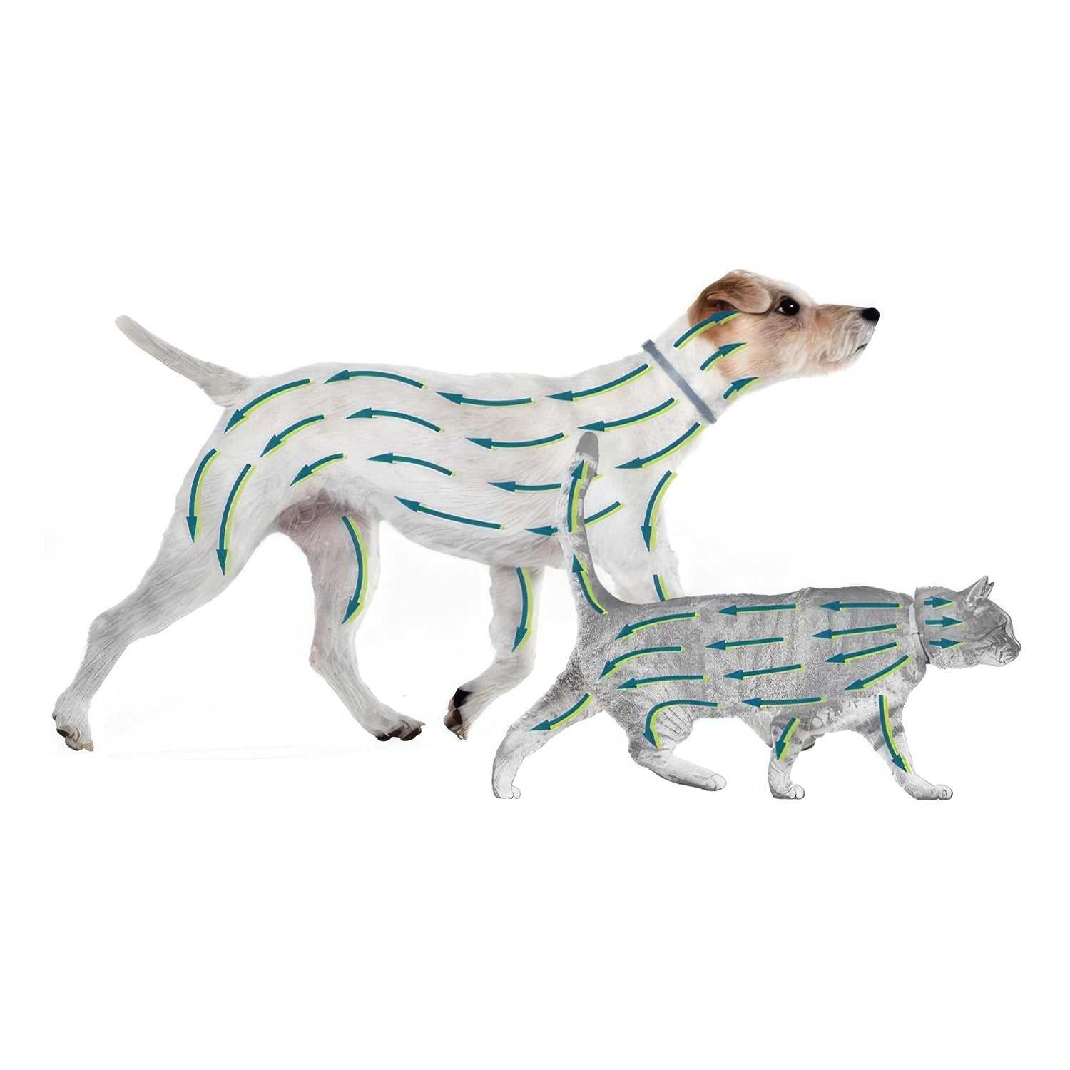 Collar Antiparasitario Seresto Bayer