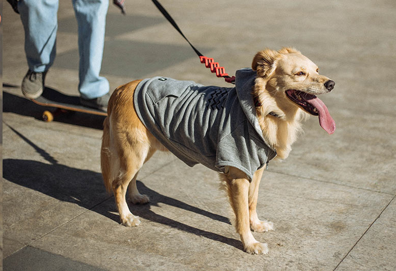 Correa Anti Tirones Ruff "Fatboy" Zee.Dog 