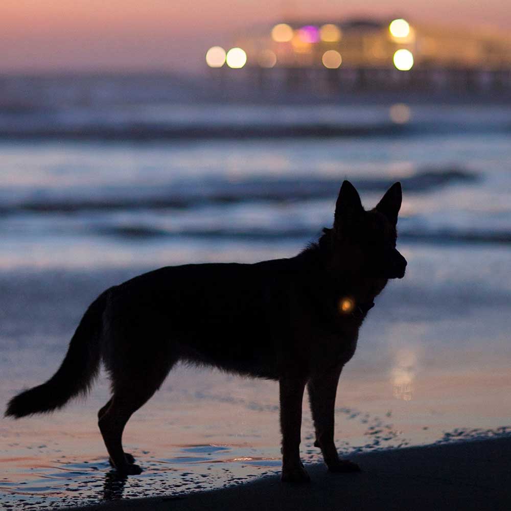 Luz con Silicona para Collar