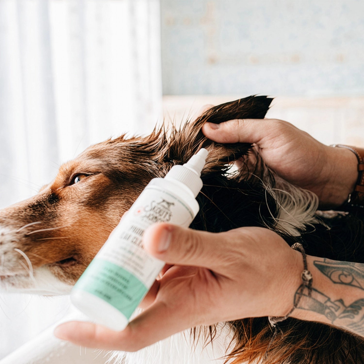 Botella Limpiador Probiótico de Oídos Skouts Honor natural y sin fragancia para perros con oídos sensibles.