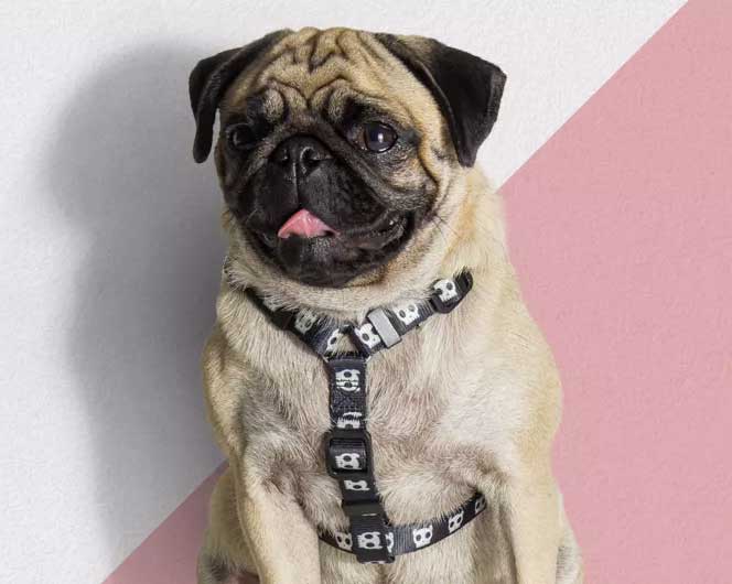 Arnés H para Perros "Skull" Zee.Dog 