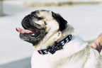 Collar para Perros "Skull" Zee.Dog - Medium