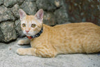 Collar para Gatos "Skull" Zee.Cat